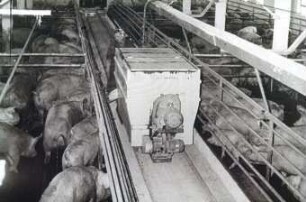 Schweinefütterung