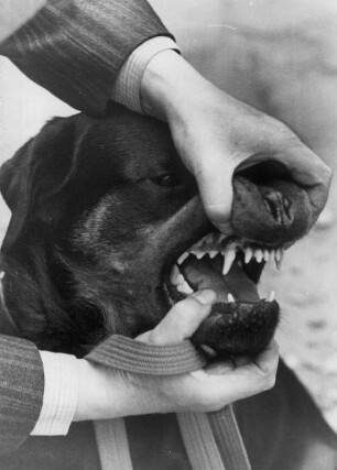 Hundeausstellung. Das Gebiss eines Hundes - ein Bestandteil der Bewertung