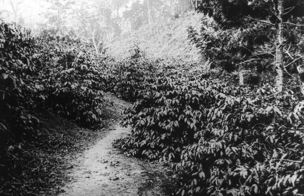 Coffee bushes in Ostusambara. East. 1042.