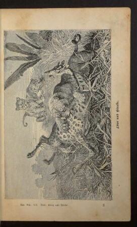Löwe und Giraffe.