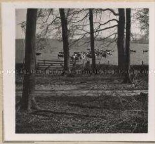 Gottesgabe, Gut, Kühe auf der Wiese