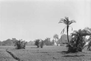 Landschaft : Landschaft mit Palmen