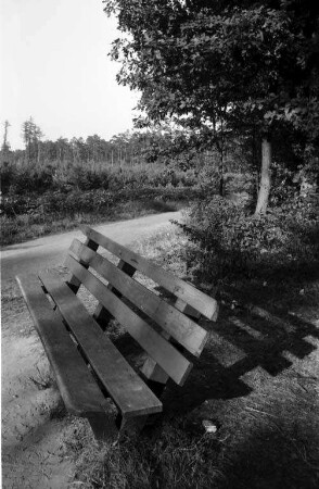 Sonniger Herbsttag im Hardtwald.