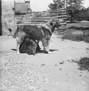 Long Island, Triangle Farm, Hündin mit Welpen