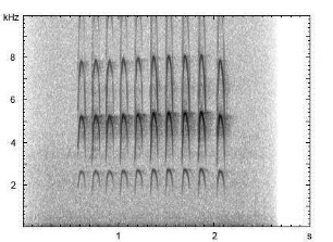 Kleinspecht | Dendrocopos minor - Ruf