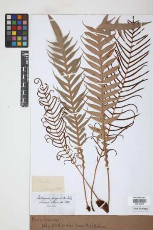 Blechnum polypodioides (Sw.) Kuhn