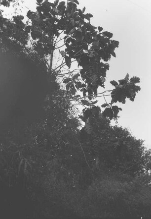 Arctocarpas : Baumlandschaft