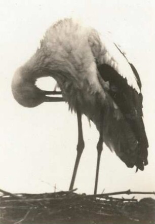 Bad Buchau. Weißstorch (Ciconia ciconia)das Gefieder reinigend