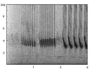 Grünfink | Chloris chloris - Ruf, Gesang