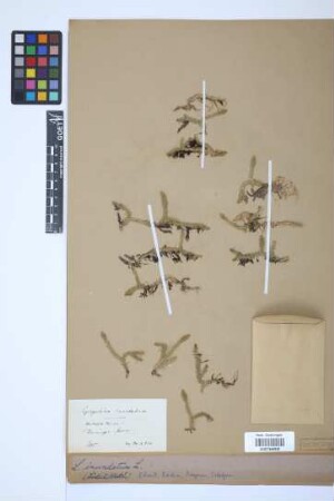 Lycopodiella inundata (L.) J. Holub