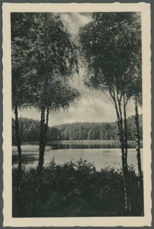 Fotografie eines Waldsees