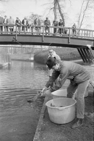 Fischsterben im Schwanensee des Stadtgartens