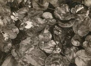 Europäische Alpenveilchen (Cyclamen purpurascens), auch Wildes Alpenveilchen, Zyklame, Erdscheibe oder Erdbrot. Einrollen der Kapseln nach der Blüte