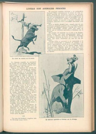 Luchas con animales feroces