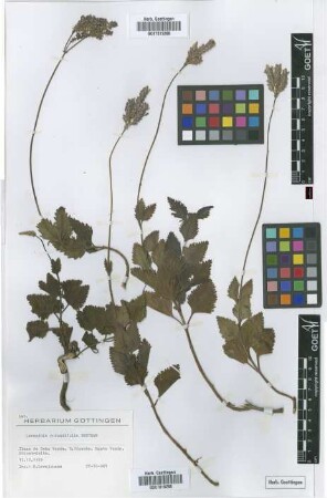 Lavandula rotundifolia Benth.