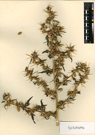 Compositae Xanthium spinosum Linné, Carl von (1707 - 1778) [Jerusalem, Yerushalayim, El Quds, Al-Quds, Al Quds, El Quds Esh Sherif, Al-Muqaddas, Jérusalem, Gerusalemme, Jerusalén, Aelia Capitolina, Colonia Aelia Capitolina, Hierosolyma, Urusalim, Jerusalem]