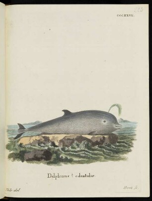 CCCXLVII. Delphinus ? edentulus