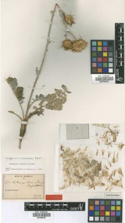 Centaurea ceccariniana Boiss. & Heldr. [isotype]