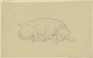 Schlafender Hund