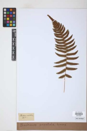 Blechnum orientale L.