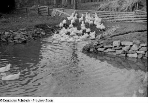 Enten an einem Teich