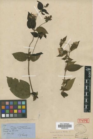 Pleroma paratropicum[type]