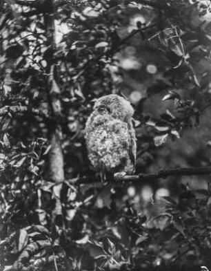 Waldkauz : Waldkauz (Strix aluco L.), ausgeflogener Jungvogel