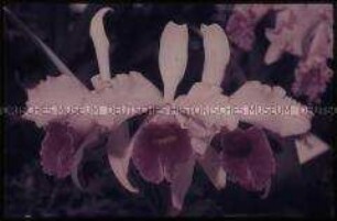 Reichsgartenschau in Stuttgart - Orchideen