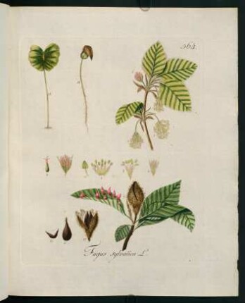 Fagus sylvatica L.