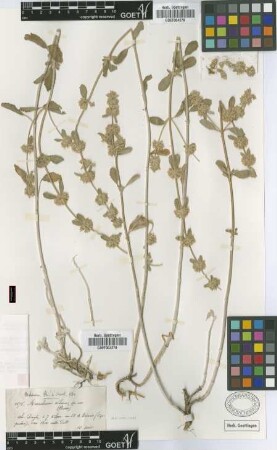 Marrubium parviflorum Fisch. & C.A.Mey. var. oligodon Boiss.[isotype]