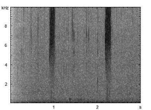 Brauner Grashüpfer | Chorthippus brunneus - Stridulation
