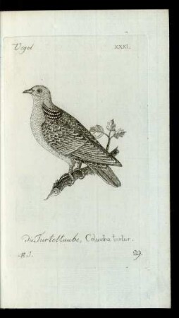 29. die Turteltaube, Columba turtur.