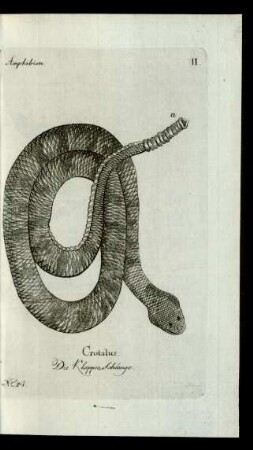 No 24. Crotalus. Die Klapper-Schlange.