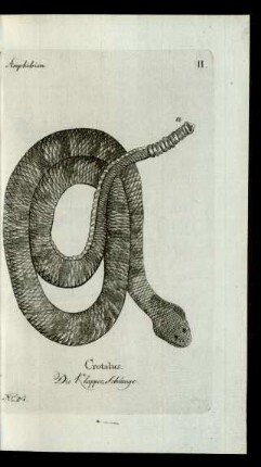 No 24. Crotalus. Die Klapper-Schlange.