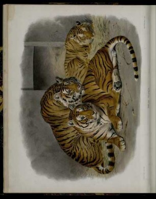 [III.] Felis Tigris