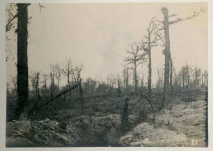 Foto des Waldes von Avocourt am "Mittelgeräumt"