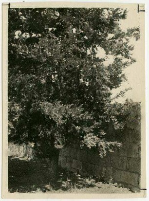 Cypr horiz. Asyl. Ostgrundst. [Jerusalem]