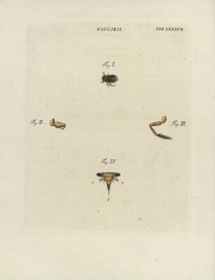 Tab. LXXXVII.