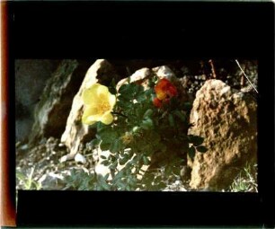 Rosenblüten