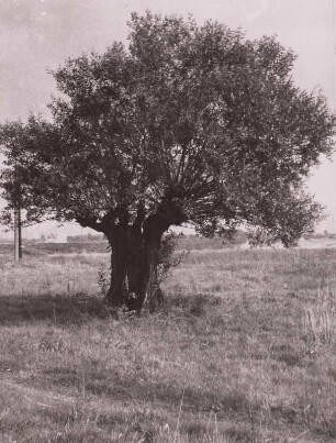 Kopfweide f. Korbmacherhandwerk, um 1930