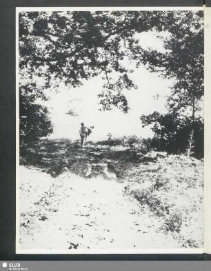 Waldweg. 1955