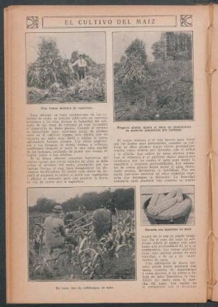 El cultivo del maíz