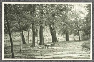 Leipziger Spaziergänge. Connewitzer Holz. : No. 1947.
