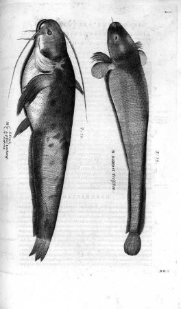 Piscis Barbatus