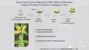 Chemistry and biology: alkaloid biosynthesis in plants: Elucidating and Engineering Natural Product Pathways in Plants