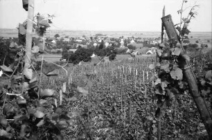 Seefelden: Weinberge bei Seefelden; mit Ort