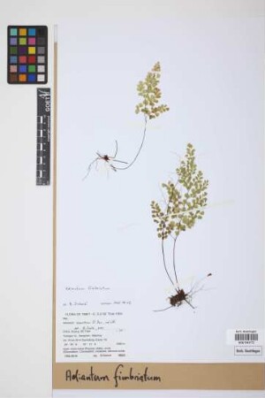 Adiantum fimbriatum Christ