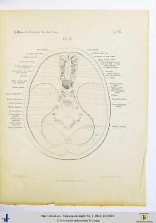 Fig. 11. Taf. IX.
