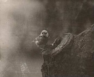 Blaumeise (Cyanistes caeruleus, Syn. Parus caeruleus) vor der Nisthöhle (Baumhöhle)