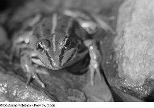 Frosch